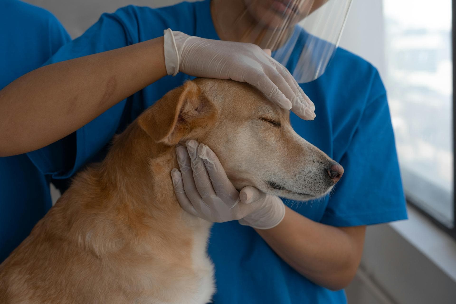 Best Vets in Acton