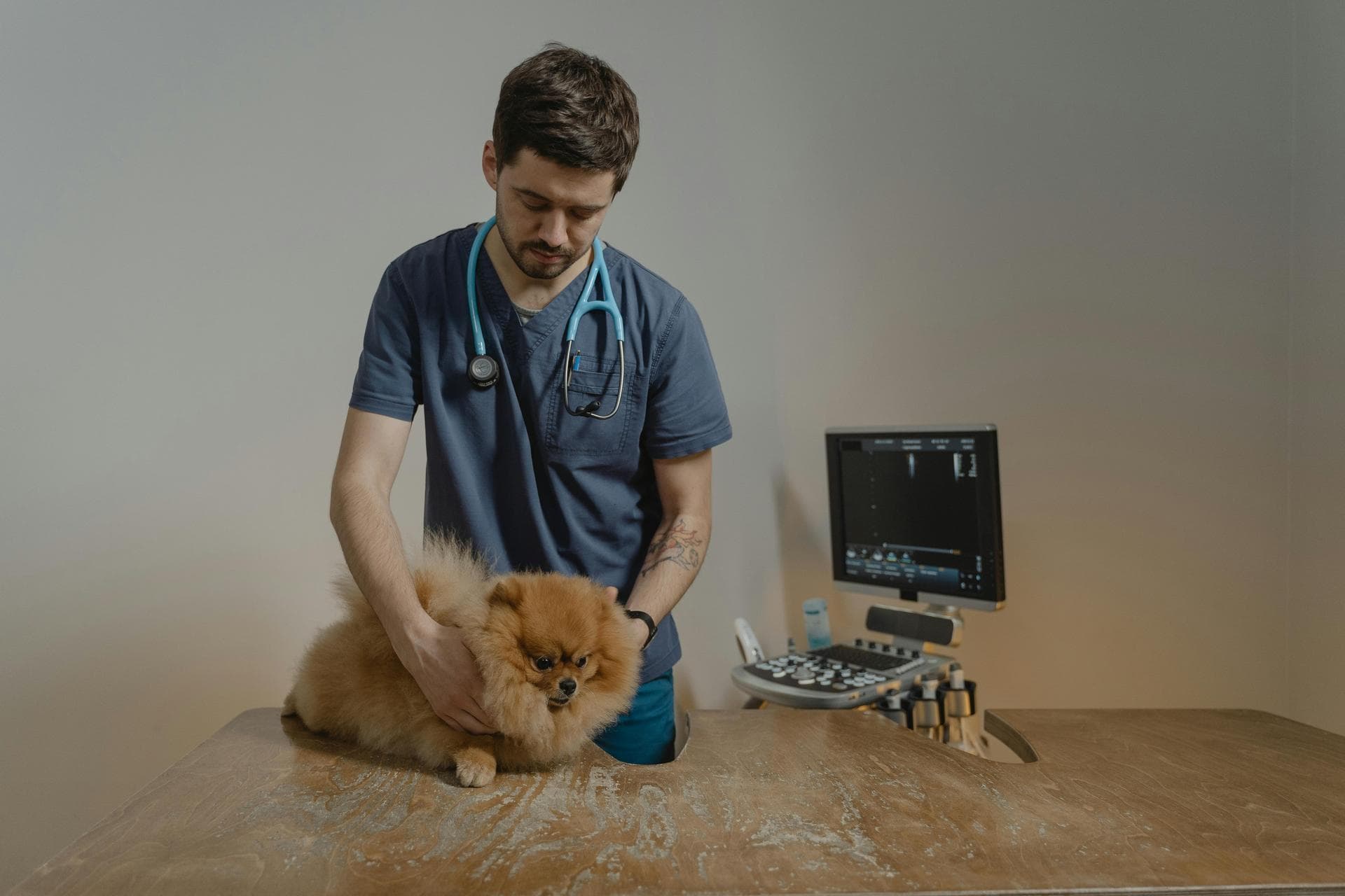Best Vets in Templeton