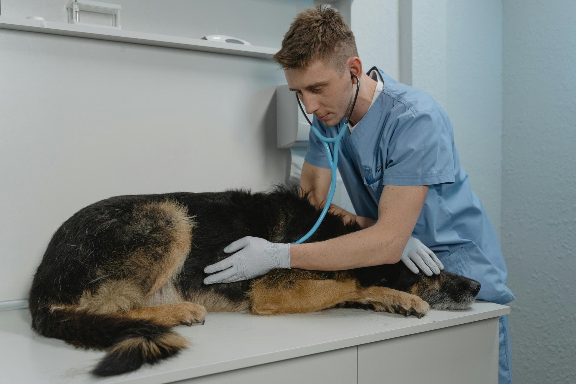 Best Vets in Acushnet